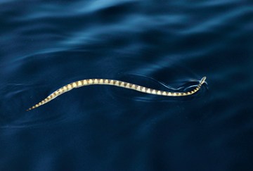 Sea-snake
